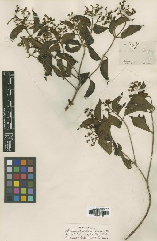 Leandra divaricata (Naudin) Cogn. - BM000884488