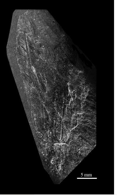 Archaeoconularia homfrayi (Salter, 1866) - CL 35. Archaeoconularia homfrayi (specimen)