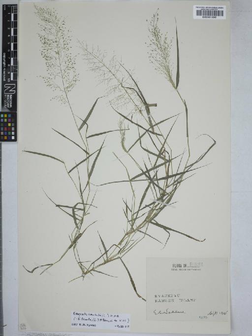 Eragrostis amabilis (L.) Wight & Arn. - 000914945