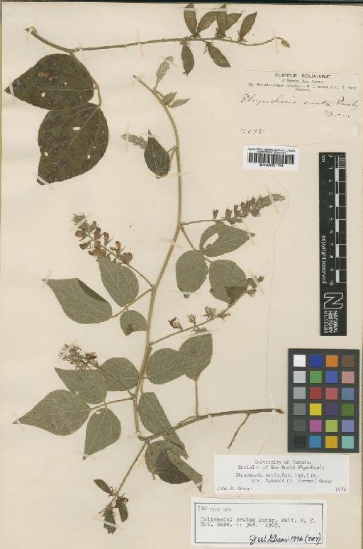 Rhynchosia reticulata var. kuntzei (Kuntze) Grear - BM000931744