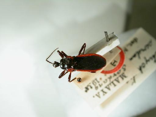 Ectrychotes serdangensis Miller, N.C.E., 1941 - Hemiptera: Ectrychotes serdangensis Ht