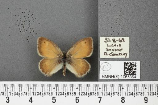 Coenonympha pamphilus ab. latiora Leeds, 1950 - BMNHE_1065354_26575