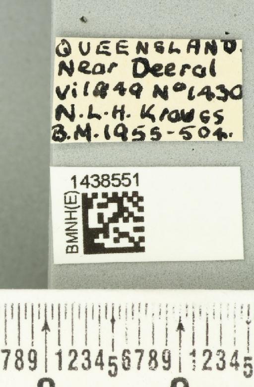 Bactrocera (Bactrocera) laticauda (Hardy, 1950) - BMNHE_1438551_label_32520