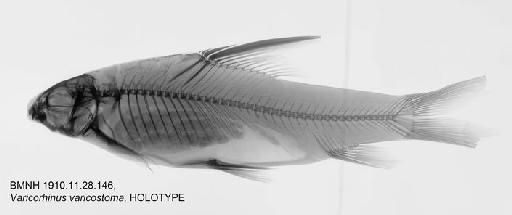 Varicorhinus varicostoma Boulenger, 1910 - BMNH1910.11.28.146, HOLOTYPE, Varicorhinus varicostoma Radiograph