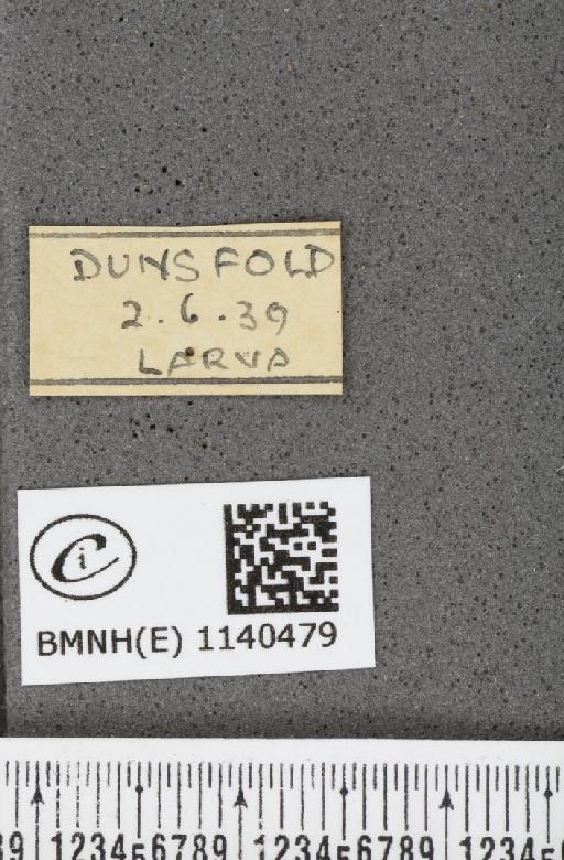 Thecla betulae (Linnaeus, 1758) - BMNHE_1140479_label_95916