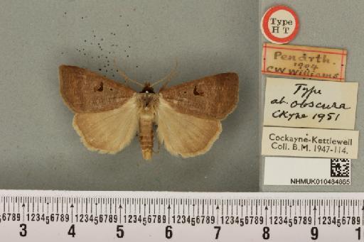 Lygephila pastinum ab. obscura Cockayne, 1951 - NHMUK_010484865_540813