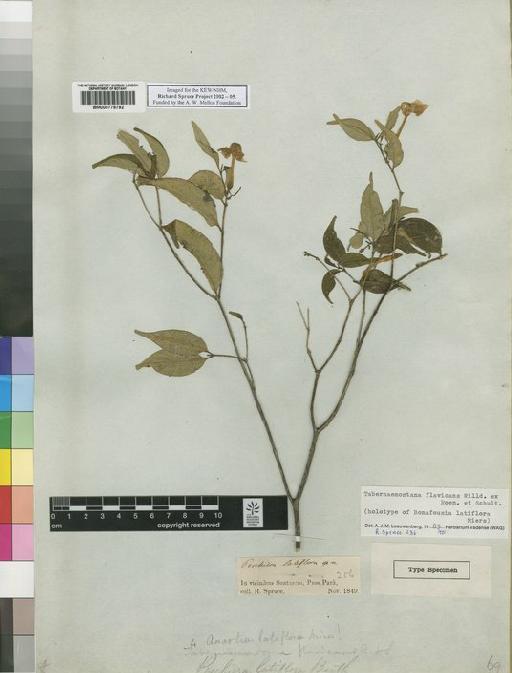 Peschiera latiflora Benth. ex Miers - Spruce - BM000778792
