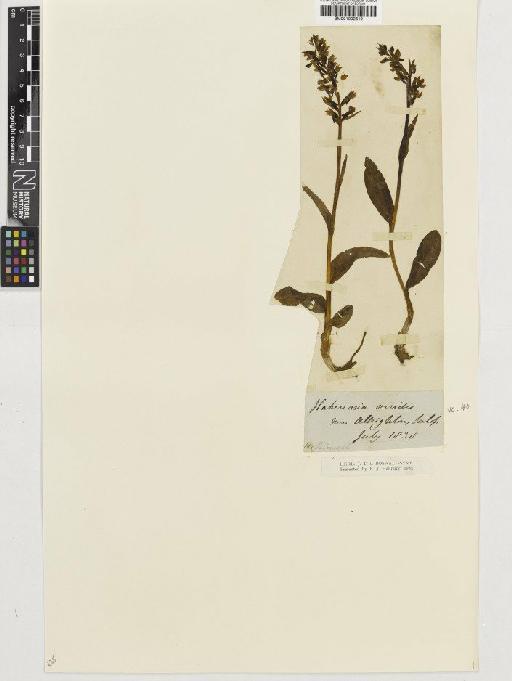 Coeloglossum viride (L.) Hartm. - BM001002619