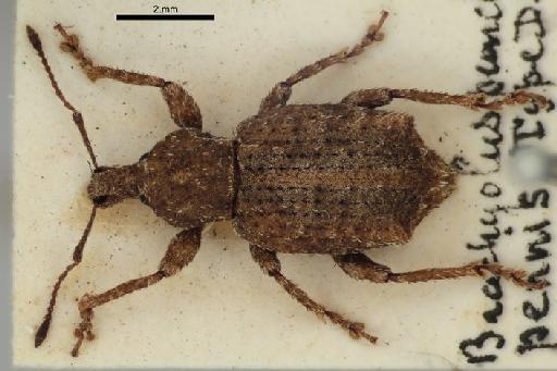 Brachyolus punctipennis Sharp, 1886 - Brachyolus_punctipennis_Sharp_1886-BMNH1237431-holotype_habitus_dorsal-1p25x