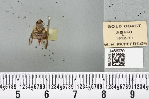 Ceratitis (Pardalaspis) punctata (Wiedemann, 1824) - BMNHE_1466070_40260