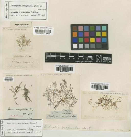 Bostrychia scorpioides (Huds.) Mont. ex Katz - BM000711547