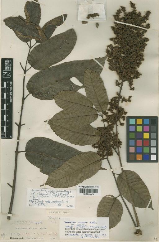 Canarium asperum var. asperum Benth. - BM000798976