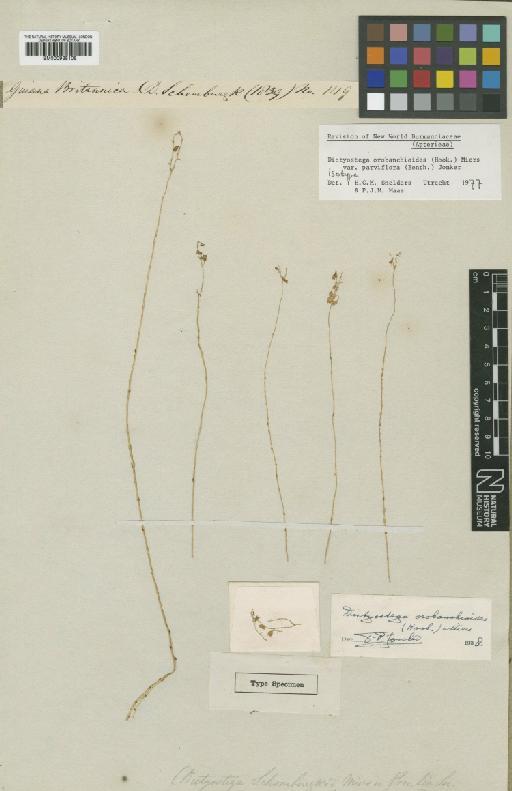 Dictyostega orobanchoides var. parviflora (Benth.) Jonker - BM000938108