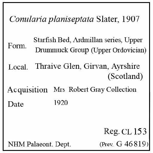Conularia planiseptata Slater, 1907 - CL 153. Conularia planiseptata (label)