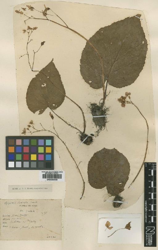 Begonia discreta Craib - BM000839459