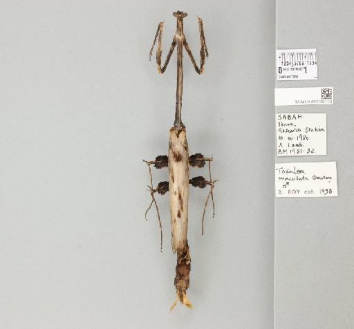 Toxodera maculata Ouwens, 1913 - 012500133_118305_82358