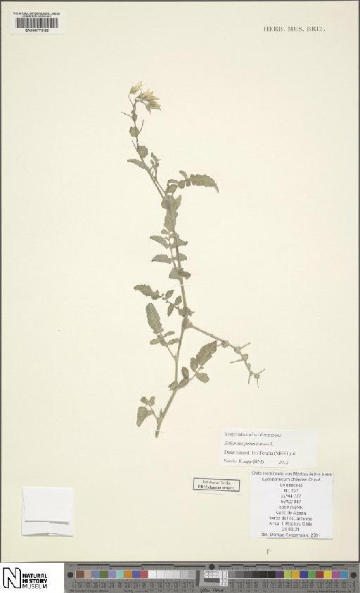 Solanum peruvianum L. - BM000778168