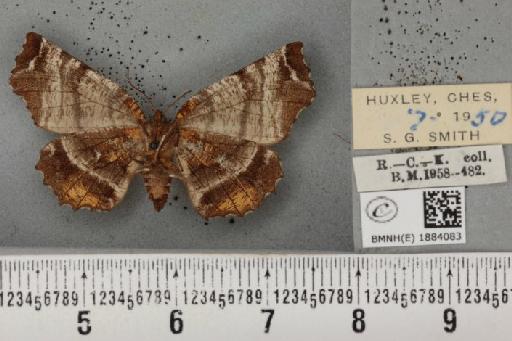 Selenia dentaria (Fabricius, 1775) - BMNHE_1884083_444361