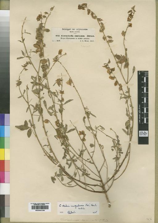 Crotalaria senegalensis (Pers.) Bacle ex DC. - BM000843356