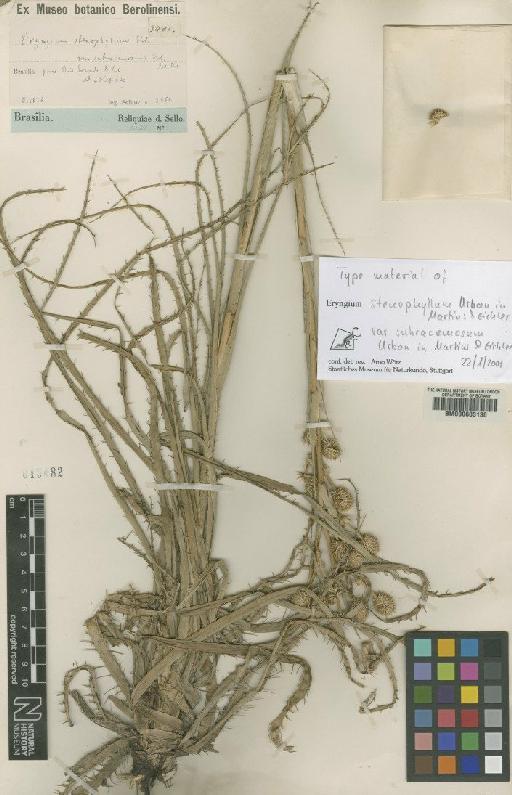 Eryngium stenophyllum var. subracemosum Urb. - BM000603130