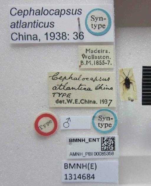Cephalocapsus atlanticus China, 1938 - Cephalocapsus atlanticus-BMNH(E)1314684-Syntype male dorsal & labels