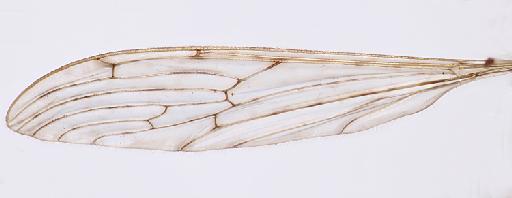 Libnotes (Libnotes) distincta Senior-White - 013438387-Libnotes_palaeta-HOLOTYPE-wing_slanted-16_0x-edit