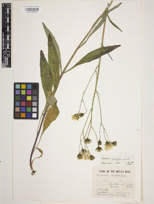 Hieracium sparsifolium Lindeb. - 013863022