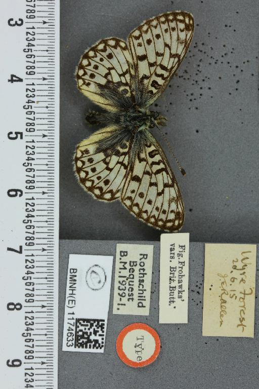 Boloria selene selene ab. alba Lienard, 1850 - BMNHE_1174633_30181