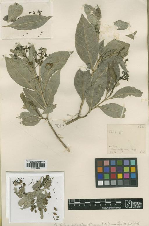 Psychotria gabrieliae (Baill.) Guillaumin - BM000895903