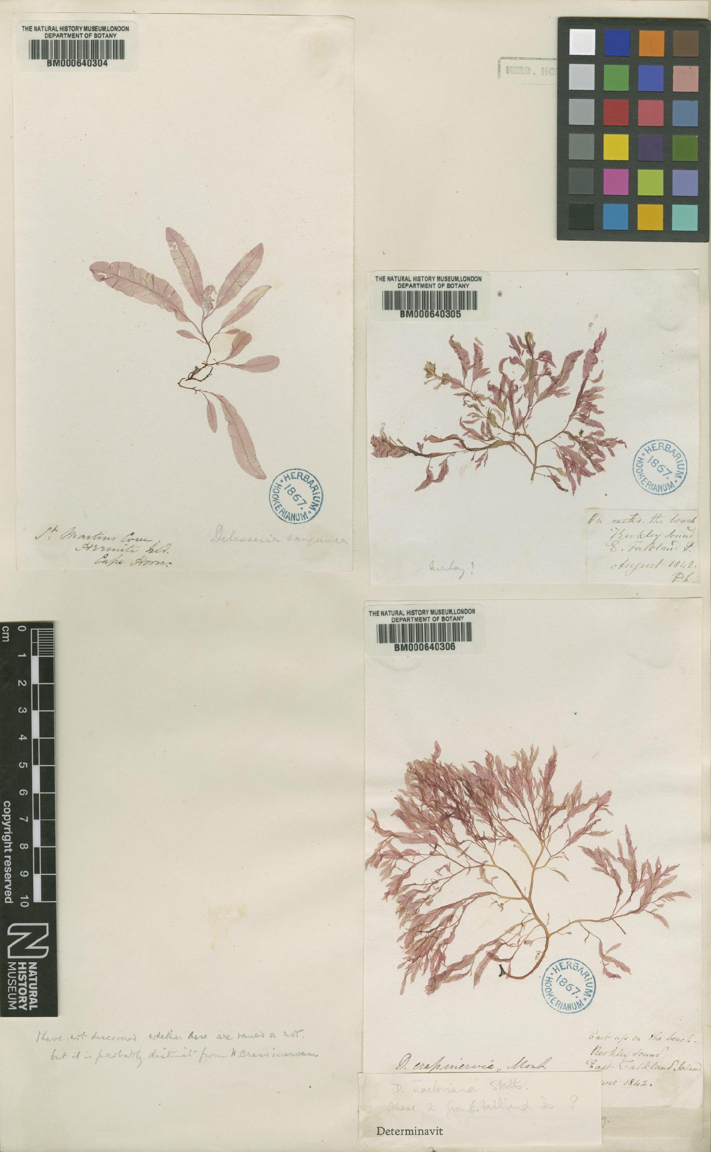 To NHMUK collection (Delesseria macloviana Skottsb.; Syntype; NHMUK:ecatalogue:4792796)