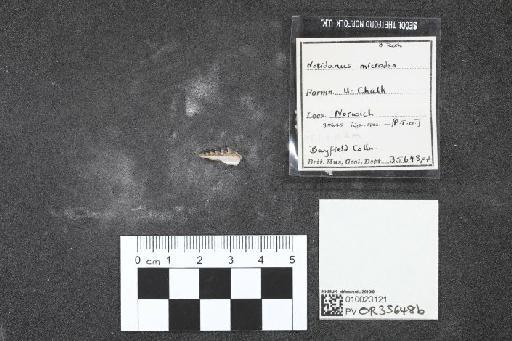 Notidanus microdon infraphylum Gnathostomata Agassiz, 1843 - 010023121_L010040630