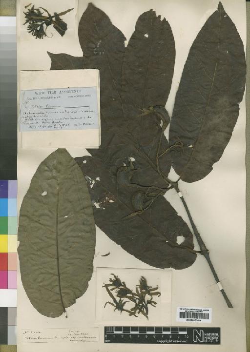 Cuviera angolensis Welw. ex K.Schum. - BM000903516