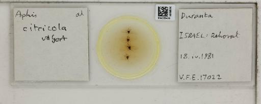 Aphis (Medoralis) spiraecola Patch, 1914 - 014225458_112525_1093088_157793_NoStatus