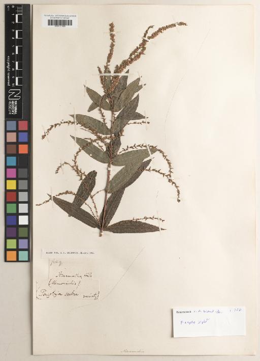 Pouzolzia pentandra var. gracilis (Miq.) Friis & Wilmot-Dear - BM001217623