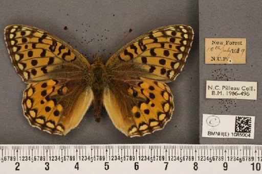 Argynnis aglaja (Linnaeus, 1758) - BMNHE_1085904_54784