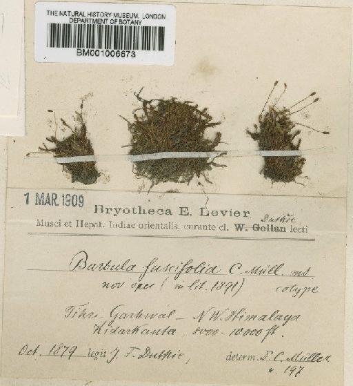 Barbula fuscifolia Müll.Hal. - BM001006673