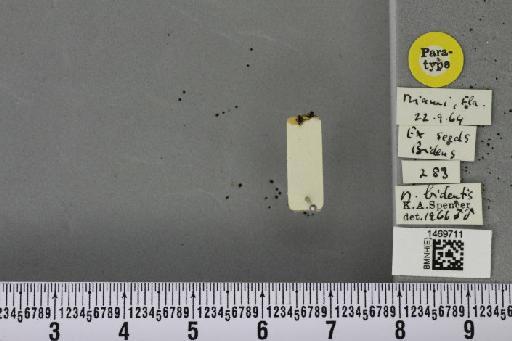 Melanagromyza bidentis Spencer, 1966 - BMNHE_1469711_45092