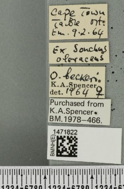 Ophiomyia beckeri (Hendel, 1923) - BMNHE_1471822_label_47037