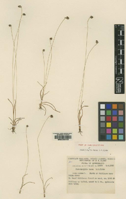 Fimbristylis densa S.T.Blake - BM000630169