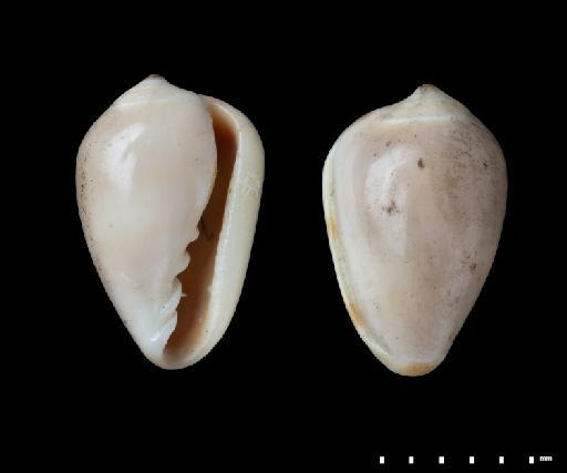 Marginella caribaea d'Orbigny, 1842 - 1854.10.4.304F