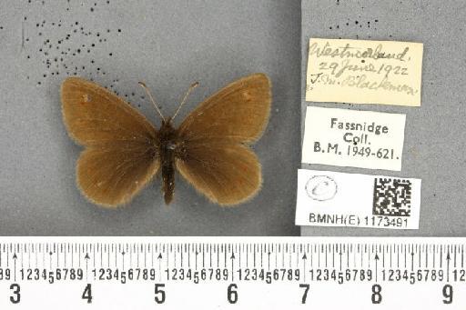 Erebia epiphron mnemon (Haworth, 1812) - BMNHE_1173491_29069