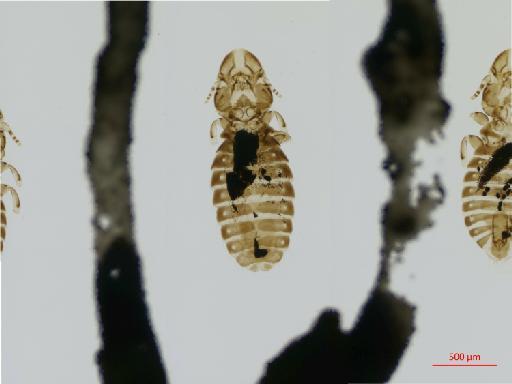 Hecatrishula biguttata Kellogg & Paine, 1914 - 010670525__2017_07_28-Scene-1-ScanRegion0