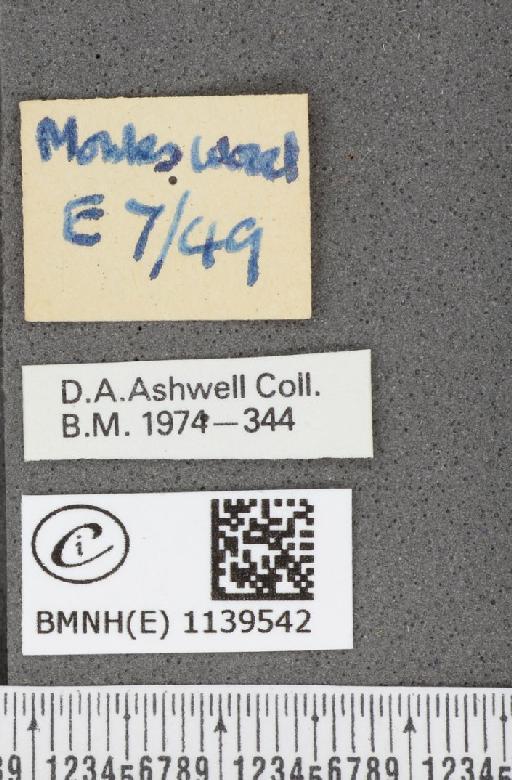 Thecla betulae (Linnaeus, 1758) - BMNHE_1139542_label_95688