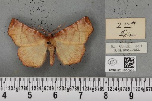 Selenia dentaria (Fabricius, 1775) - BMNHE_1880828_a_445850