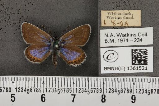 Plebejus argus masseyi Tutt, 1909 - BMNHE_1361521_174450