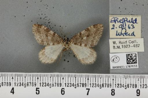 Epirrita filigrammaria ab. polata Westwood, 1845 - BMNHE_1787653_361527