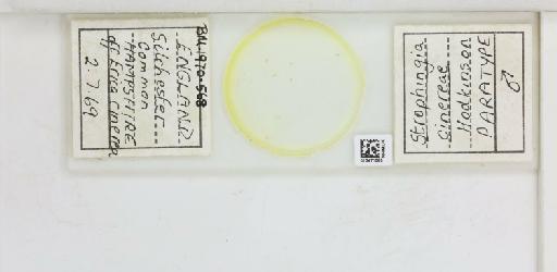 Strophingia cinerea Hodkinson, 1971 - 013471585_117219_1146780_835815_Type