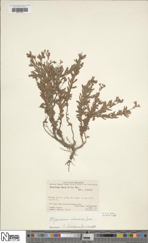 Hypericum silenoides subsp. silenoides - BM001206578