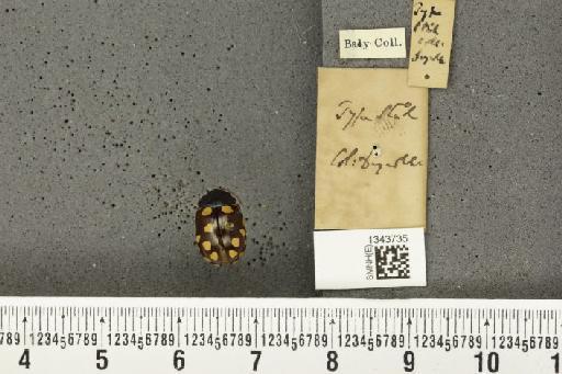 Calligrapha (Polyspila) vigintimaculata (Chevrolat, 1833) - BMNHE_1343735_a_17244