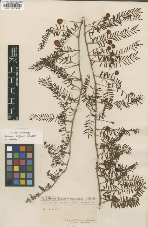 Mimosa gracilis subsp. gracilis Benth. - BM000545257